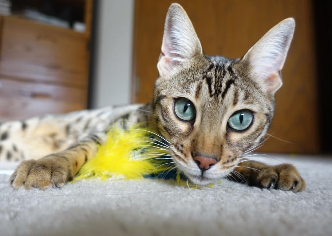 九游app官网下载-中国三人篮球男队快速反击能力提升，中国三人篮球男队战绩