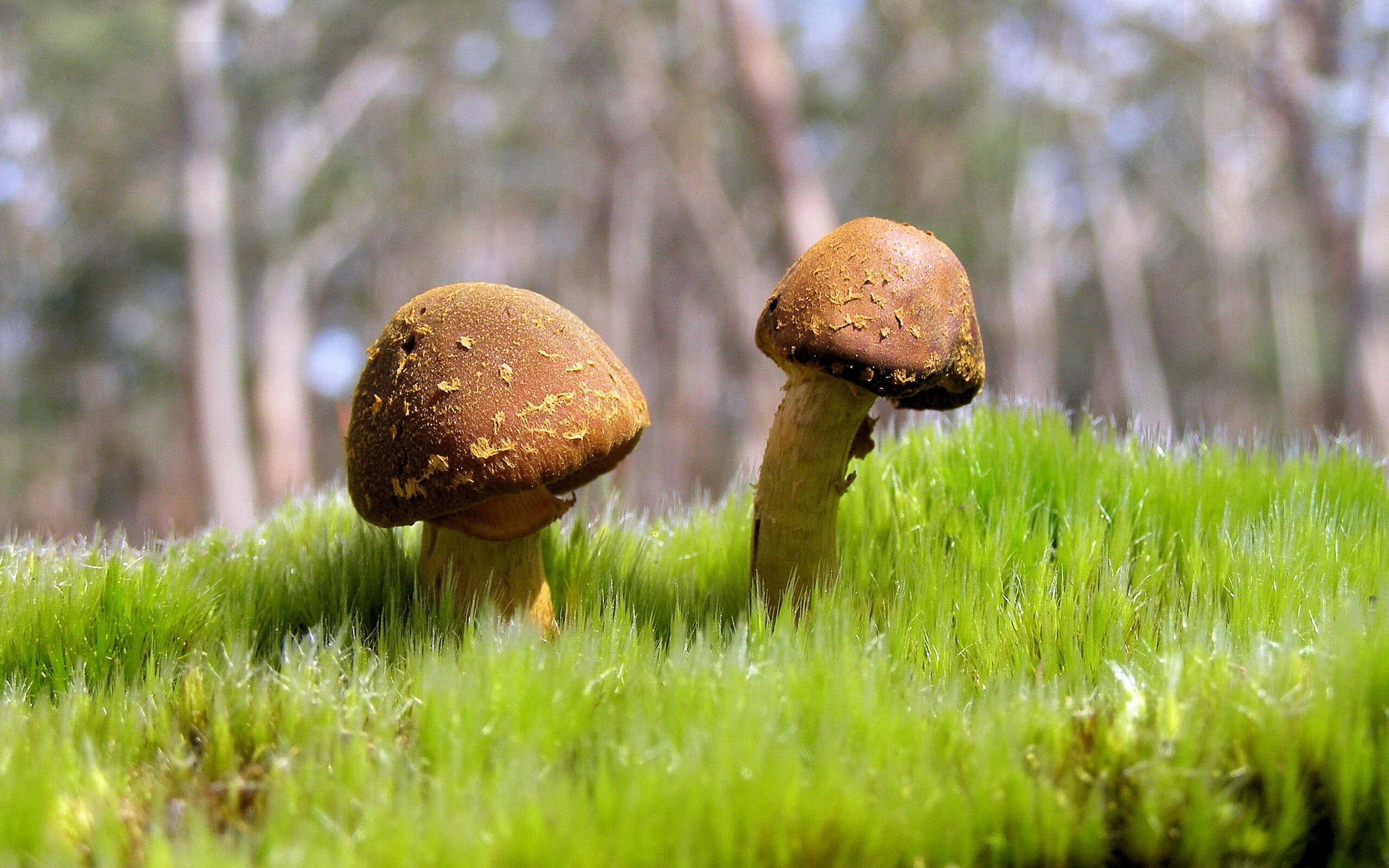 JiuyouAPP下载-新疆男篮借助战术变化撕裂区域防守结构，新疆男篮内线