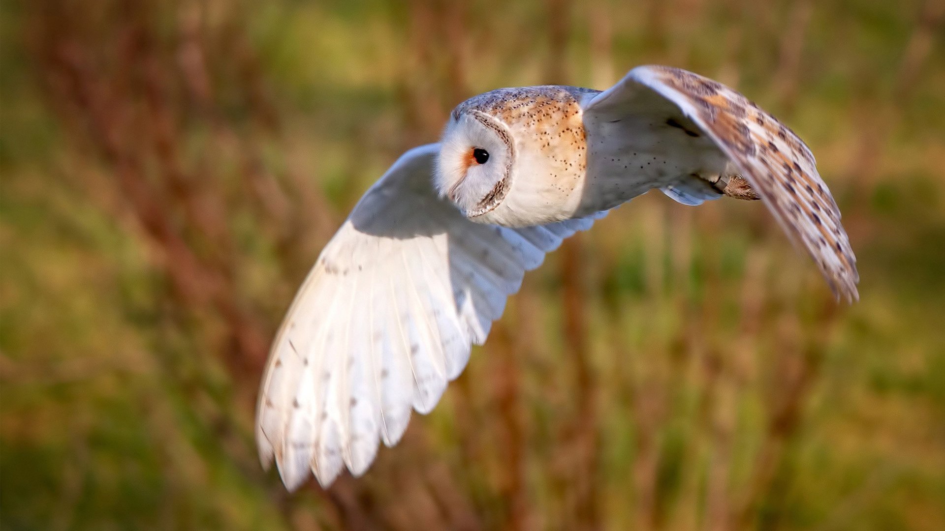 九游官网pc-校园足球摄影大赛激发学生参与热情，足球摄影获奖作品